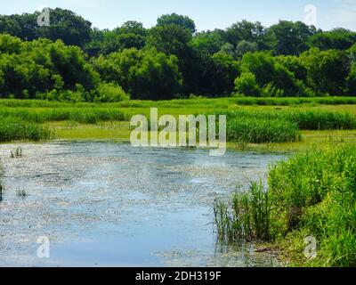 Wetland in a Clearing of the Forest in a Bright Summer Sunny Day with Lush Green Trees, Grass and Cattails circonding Water Shining from the Sunny Foto Stock