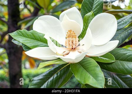 Fiori di Magnolia sul ramo dell'albero, fiore dell'albero di Magnolia Foto Stock