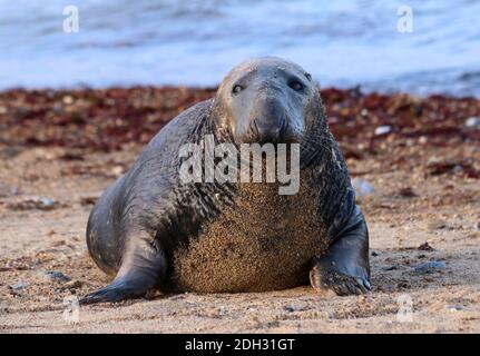 La foca atlantica ha tirato fuori posando sulla spiaggia sotto il sole. Foto Stock