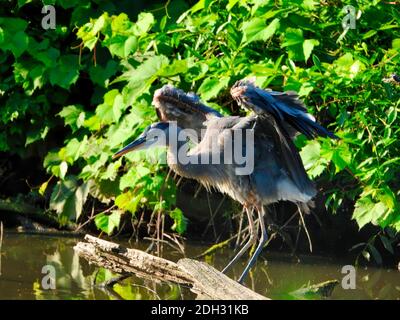 Blue Heron Bird allunga le ali mentre Balancing appollaiato su Dead Ramo di albero in stagno con Foliage verde circostante Foto Stock