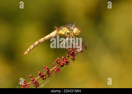 Primo piano di Dragonfly comune di Darter (Sympetrum Striolatum) riposando su bacche rosse Foto Stock