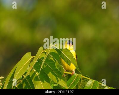 L'americano Goldfinch Bird si nasconde dietro le foglie verdi mentre è appollaiato sopra Ramo ad albero Foto Stock