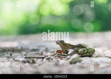 Concetto di spazio di testo rana. Narrazione, leggenda e saga Foto Stock