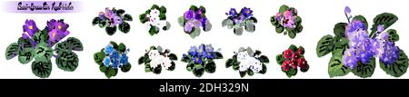 Serie vettoriale di violette africane fiorite con fiori di diverso colori isolati su sfondo bianco Illustrazione Vettoriale