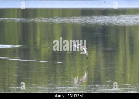 Caspian Tern Bird volare sopra l'acqua del lago con le ali giù E Pesci in bocca e acqua calma sotto con riflessione Di Foresta verde in acqua Foto Stock