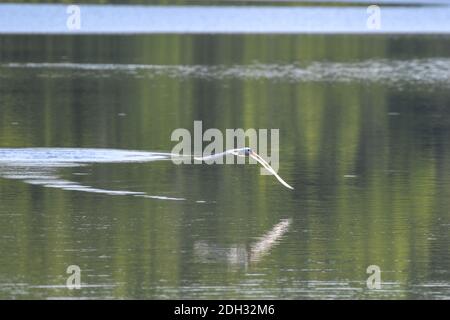 Uccello Caspio Tern con Full Wing Span in volo sopra Acqua con pesce in bocca e riflessione in acqua Foto Stock