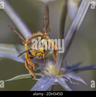 Ape europea di carder di lana "Anthidium manicatum" Foto Stock