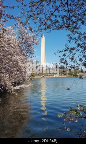 L'obelisco del Washington Memorial visto attraverso il bacino del Tidal durante il festival Cherry Blossom a Washington DC, USA Foto Stock