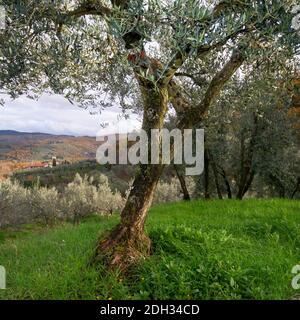 grande ulivo sullo sfondo del paesaggio autunnale Foto Stock