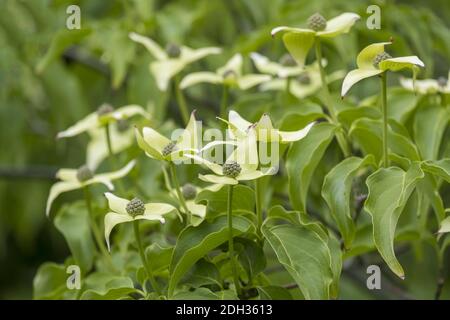 Dogwood da fiore asiatico (Cornus kousa) Foto Stock