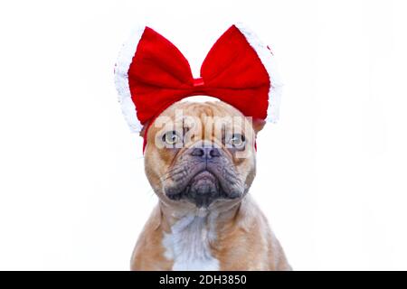 Adorabile Simpatico Piccolo Cane Bulldog Francese Festivo Vestito Da Renna  Con Fascia Peluche Corna Che Alza Lo Mano Circondato Da Sfocate Luci  Dellalbero Di Natale A Terra - Fotografie stock e altre