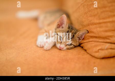 Un mese di bambino gattino cercando curioso Foto Stock
