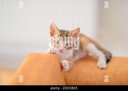 Un mese di bambino gattino cercando curioso Foto Stock