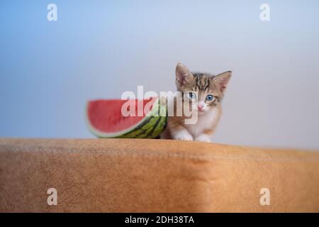 Un primo piano di un kitty molto carino sul divano con un pezzo di anguria Foto Stock