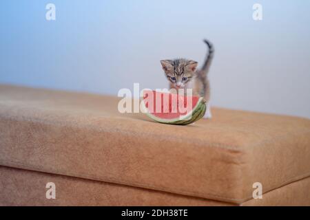 Un primo piano di un kitty molto carino sul divano con un pezzo di anguria Foto Stock