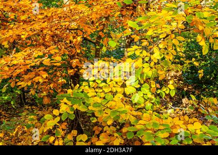 Un'immagine messa a fuoco sui colori caldi delle foglie durante la stagione autunnale Foto Stock