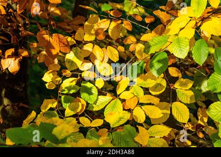 Un'immagine messa a fuoco sui colori caldi delle foglie durante la stagione autunnale Foto Stock