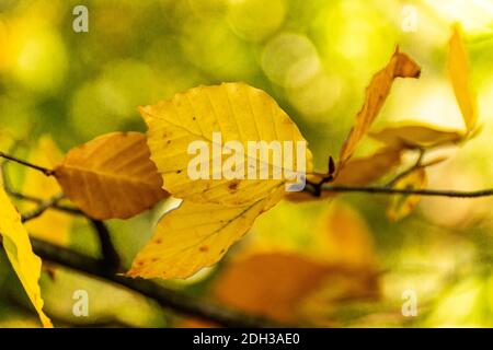 Un'immagine messa a fuoco sui colori caldi delle foglie durante la stagione autunnale Foto Stock