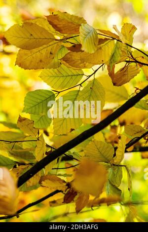 Un'immagine messa a fuoco sui colori caldi delle foglie durante la stagione autunnale Foto Stock