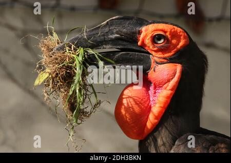 Massa meridionale Hornbill Foto Stock