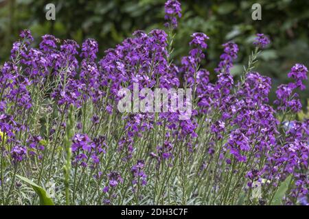 Goldblack 'Bowles Mauve Foto Stock