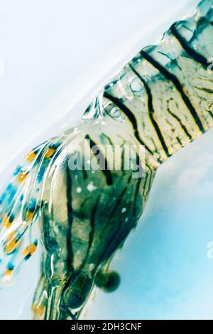 Gamberi di Rockpool (Palaemon elegans) dalla costa meridionale del Mar Nero. Foto Stock