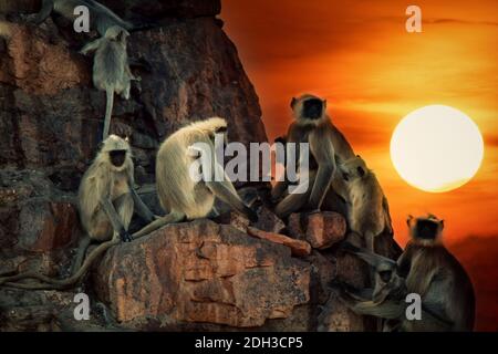 Il pacchetto familiare di scimmie langur è per la maggior parte femmine Foto Stock