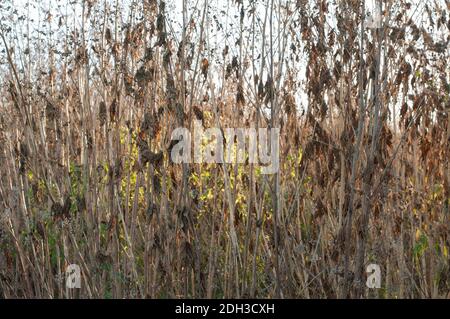 primo piano dei gambi di pianta asciutti di virginia mallows in un campo in autunno Foto Stock