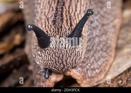 Primo piano di Giant Queensland Panda Snail Foto Stock