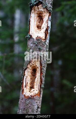 Buchi profondi in alberi giovani, ma morti, fatti da Picchio Nero Foto Stock