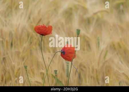 Papavero di mais di fronte al campo di grano Foto Stock
