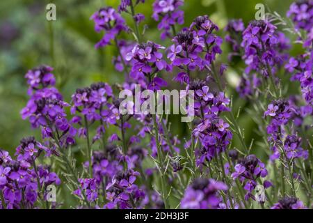 Goldblack 'Bowles Mauve Foto Stock