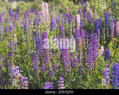 Fiori di lupini viola in campo Foto Stock