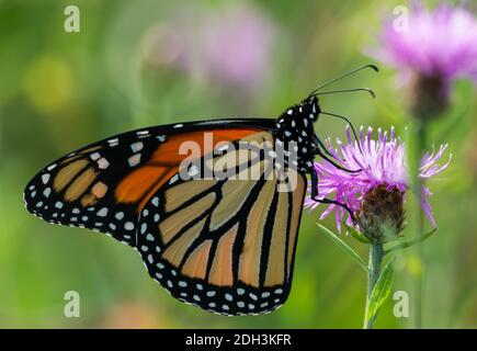 Una bella farfalla monarca riposa su un tistello viola nel giardino. Foto Stock