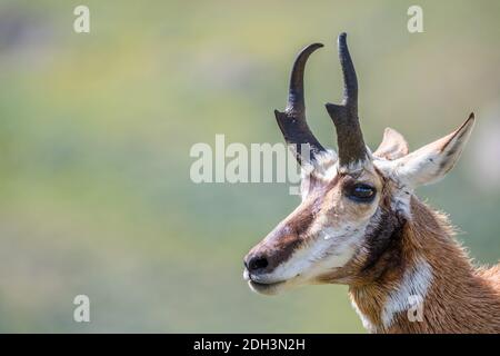 Pronghorn nel campo del Parco Nazionale di Yellowstone, Wyoming Foto Stock