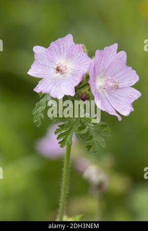 Musk Mallow, Malva moschata Foto Stock