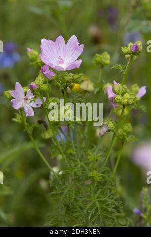 Musk Mallow, Malva moschata Foto Stock