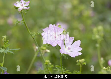 Musk Mallow, Malva moschata Foto Stock