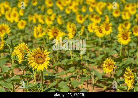 Bel campo di girasoli in fiore contro UN cielo blu luminoso In un giorno estivo Foto Stock