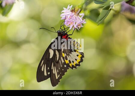 Maschio Richmond Birdwing Butterfly che si nuda al nettare di un fiore Foto Stock
