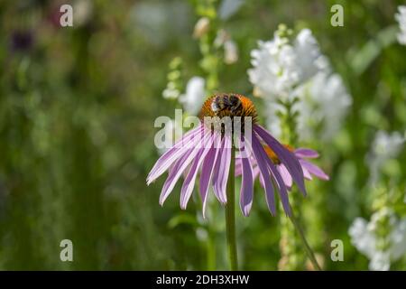 Cappello da sole viola (Echinacea purpurea) Foto Stock