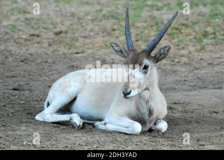 Bianco, antilope screwhorn antilope, Mendesantilope mendeszantilop,,, Barwa Addax nasomaculatus Foto Stock