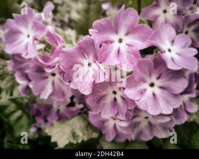 Fiori di primrose rosa nel giardino. Foto Stock