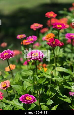 Mazzo di fiori di Tithonia rotundifolia in giardino su sfondo verde. Foto Stock