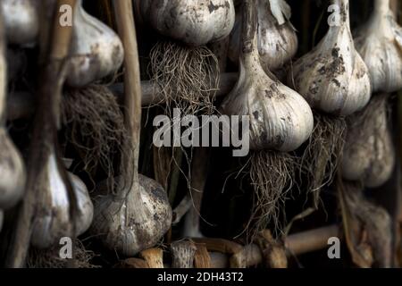 I bulbi di aglio maturi sono asciugati su barre di legno Foto Stock