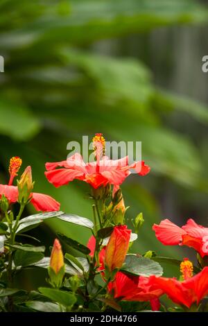 Hibiscus rosso ‘Rosa Sinensis’ fiore con sfondo sfocato, ritratto naturale delle piante Foto Stock