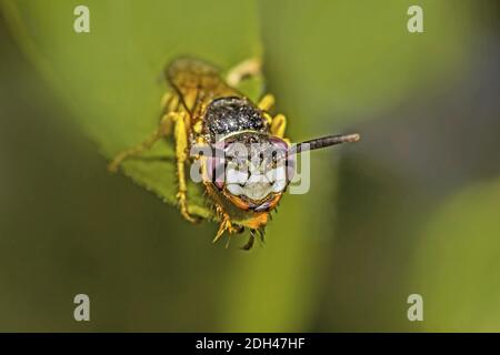 Bee-killer wasp 'Philanthus triangulum' Foto Stock