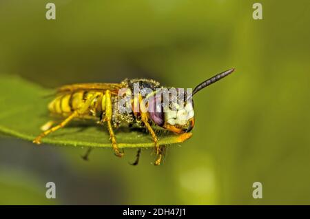 Bee-killer wasp 'Philanthus triangulum' Foto Stock