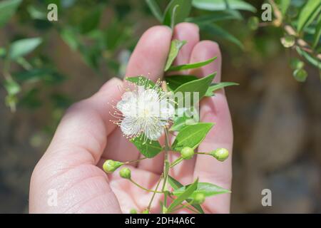 Piccolo fiore di mirto bianco sempreverde (myrtus) in mano Foto Stock