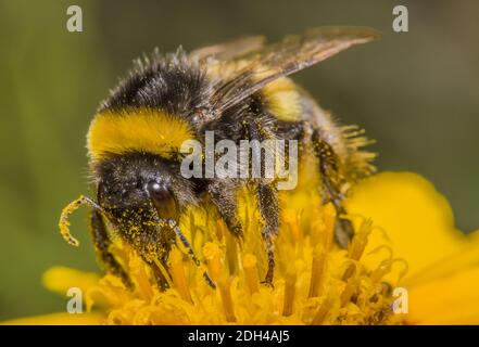 Bumblibe a coda bianca "Bombus lucorum" Foto Stock